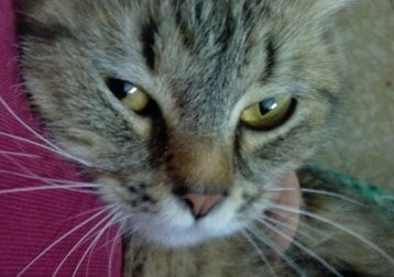 Portrait of Youma, the cat