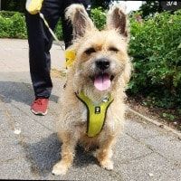 Portretfoto van Keesje, de dog