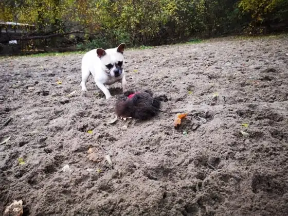 image-7