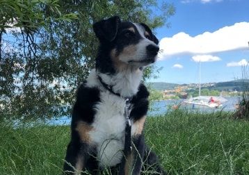 Portät von Bobby (dauerpflegehund), dog
