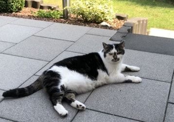 Portät von Charly, cat