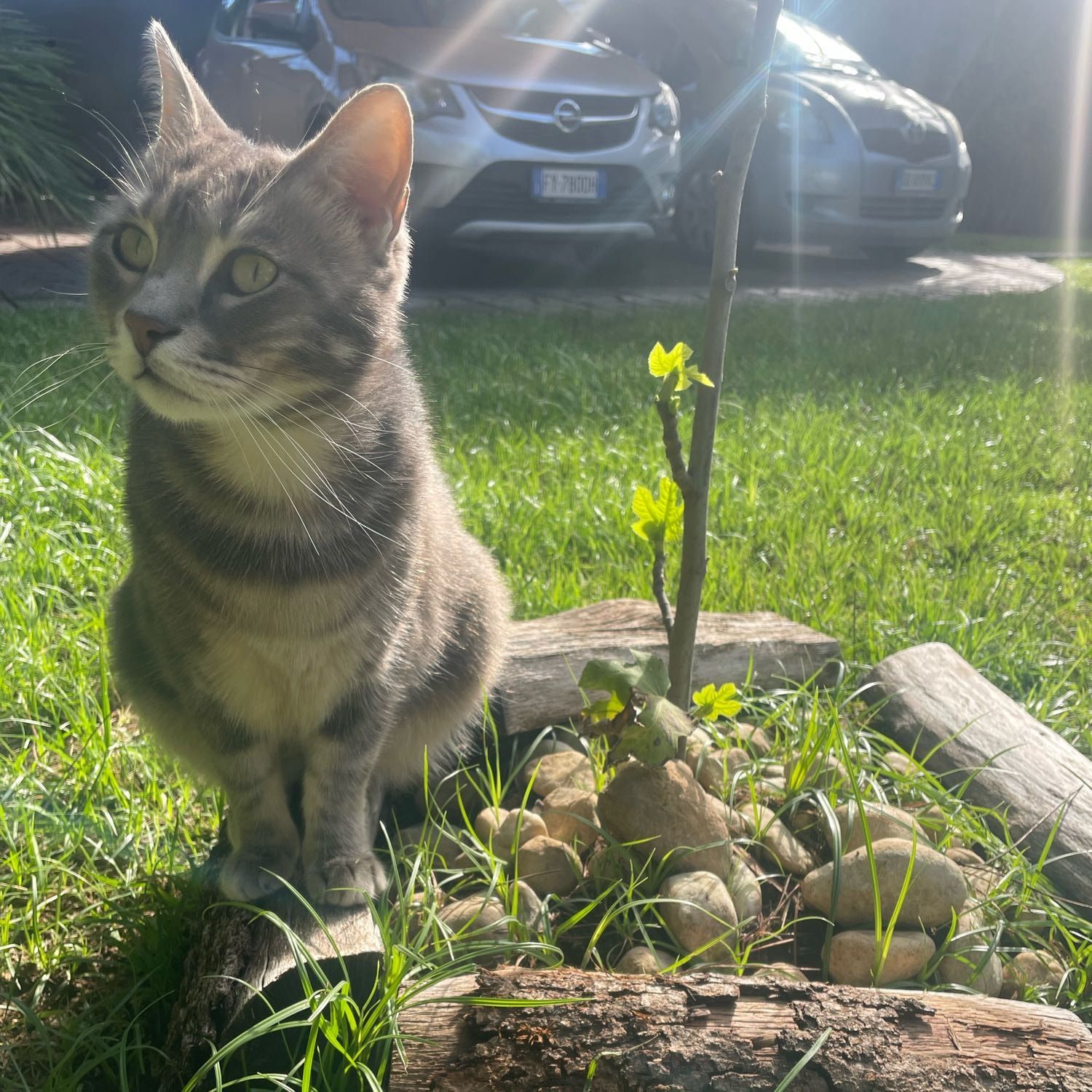 Foto di tommy, il cat