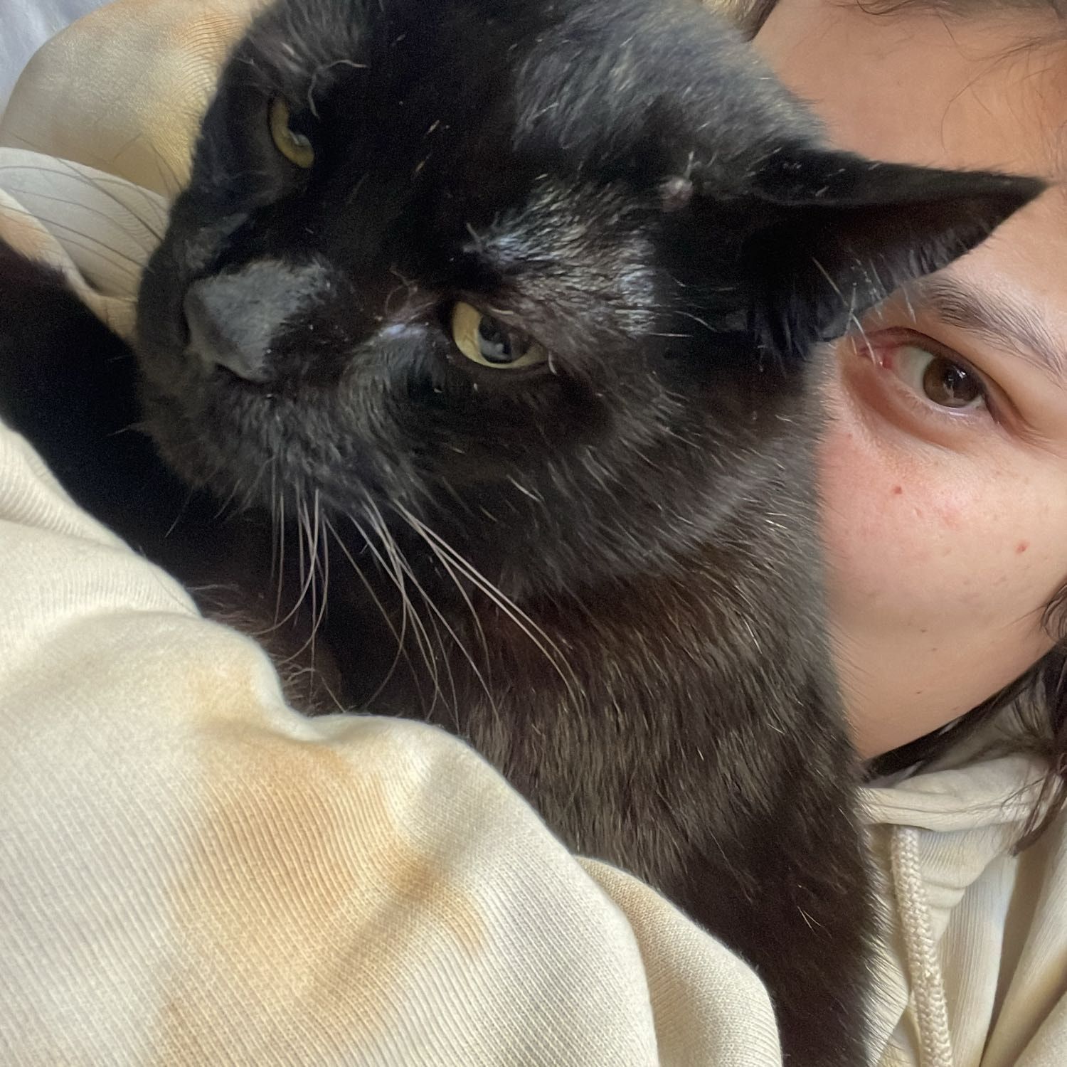 Foto di Dudu , il cat