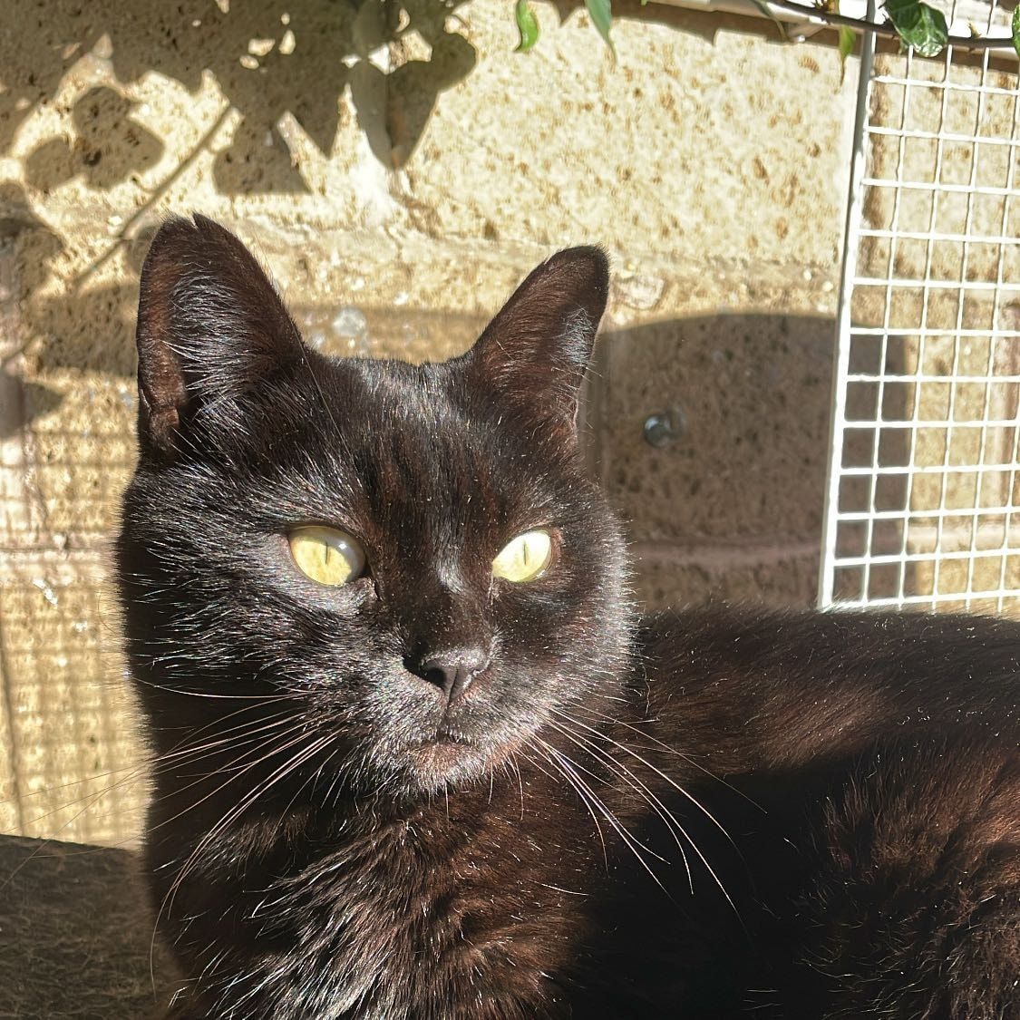 Foto di trilly, il cat