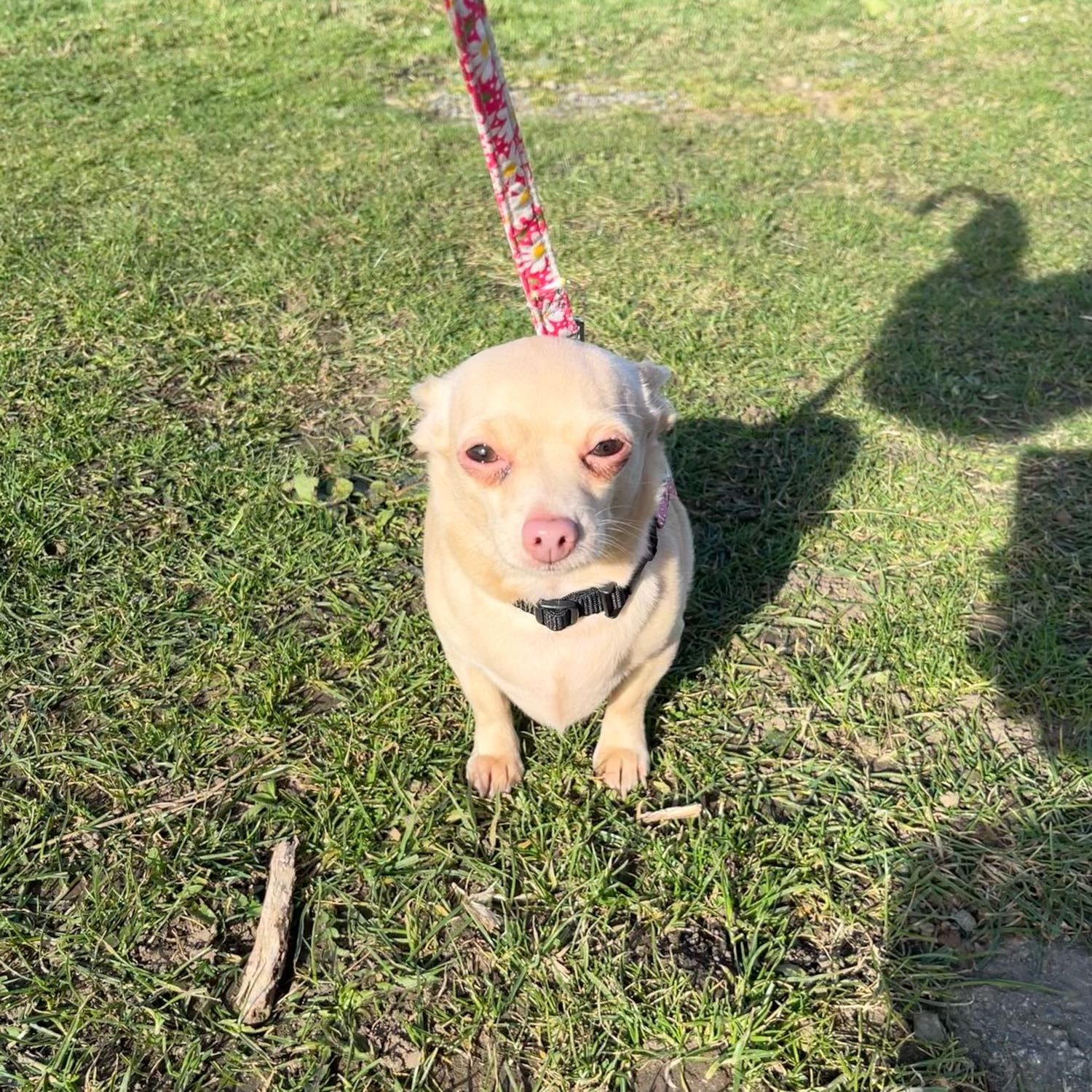Portrait of Lottie , the dog
