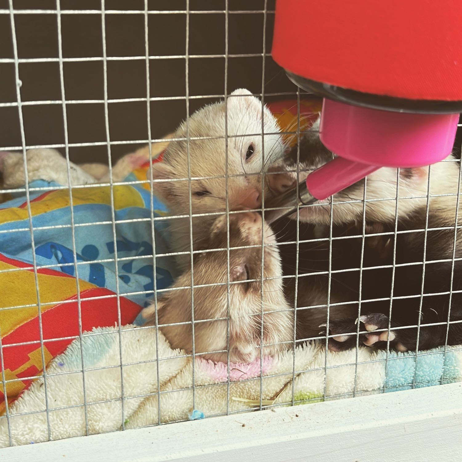 Portrait of Lulu, Max and Bellatrix, the ferret