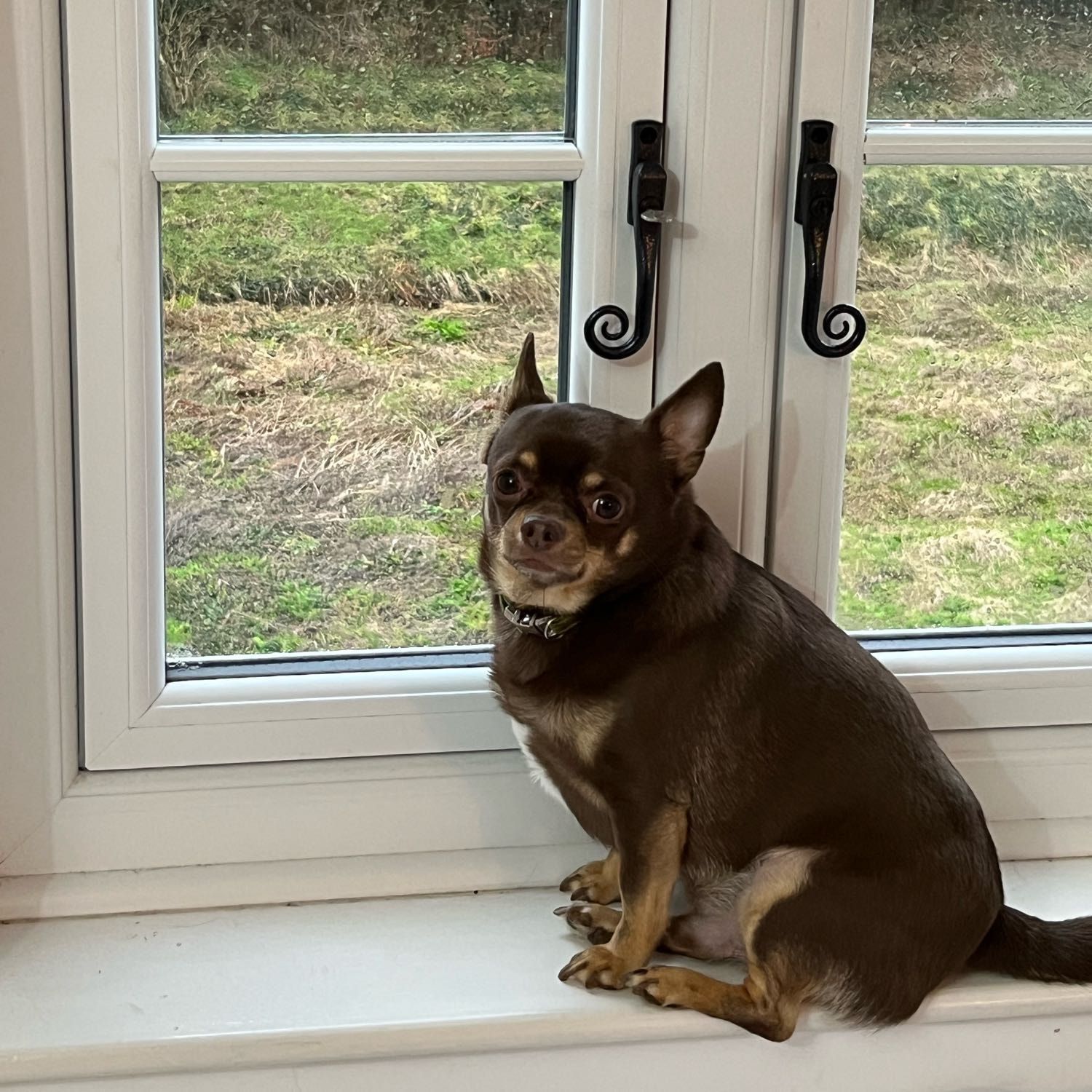 Portrait of Olly, the dog