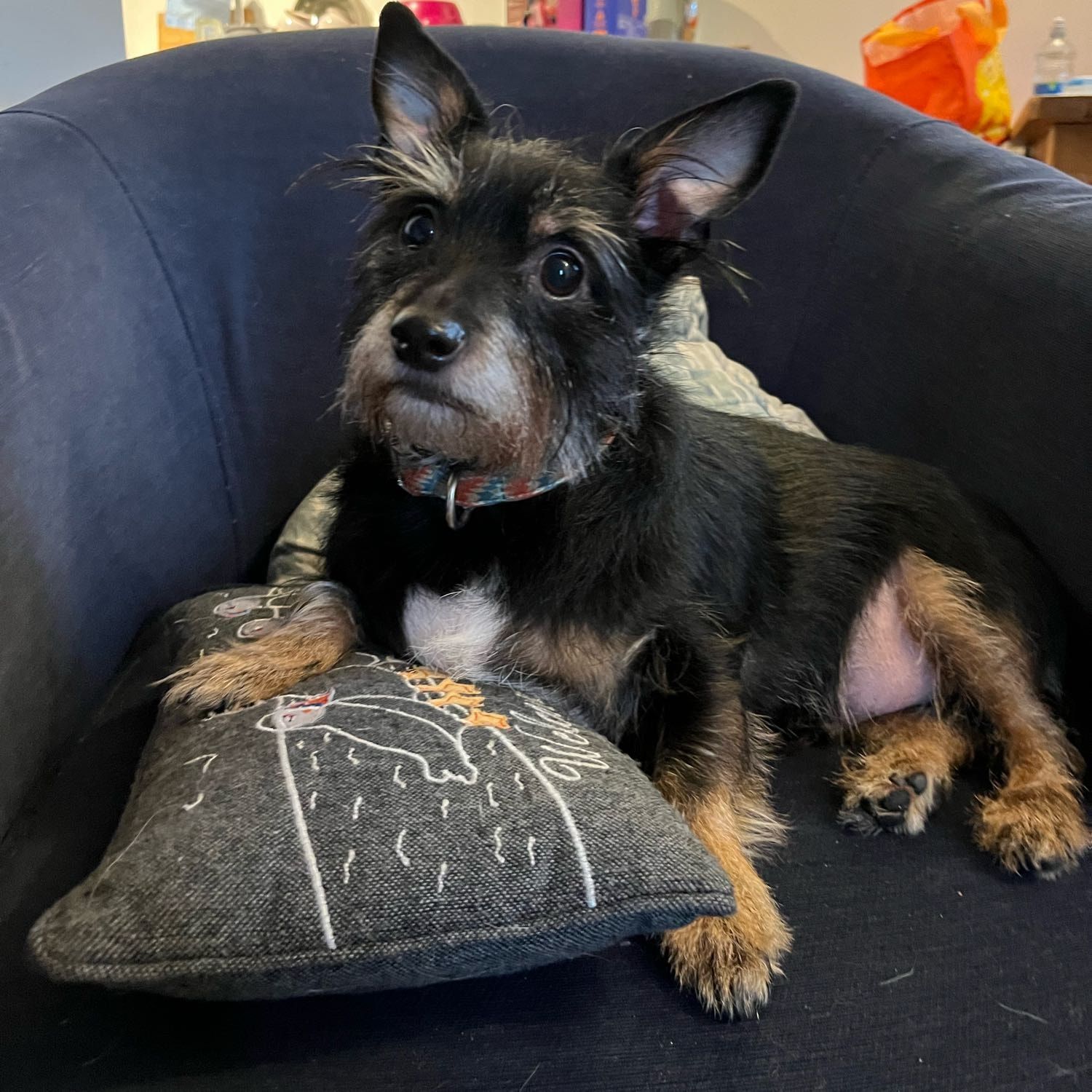 Portrait of Joey, the dog