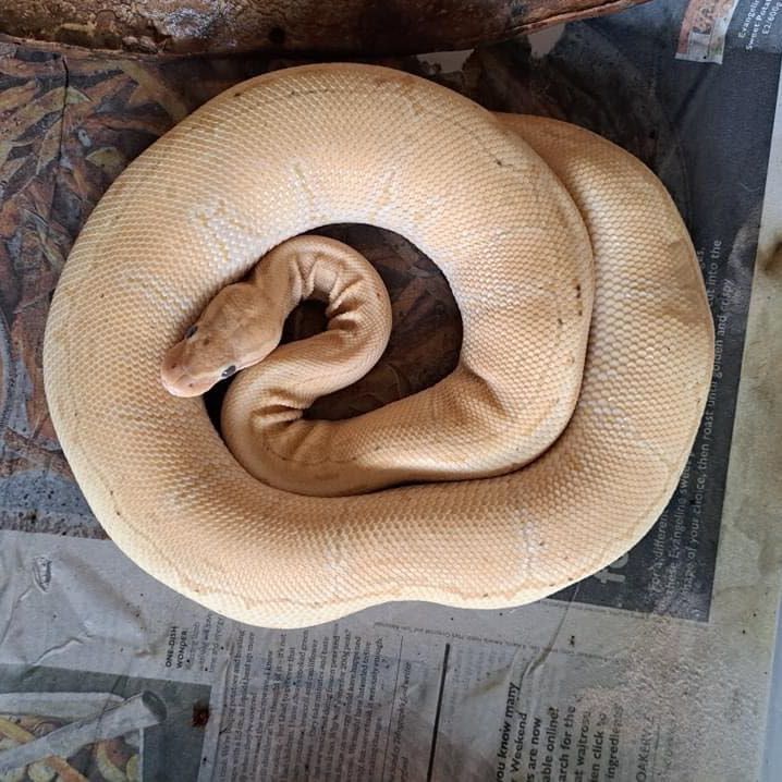 Portrait of Sunny, the reptile