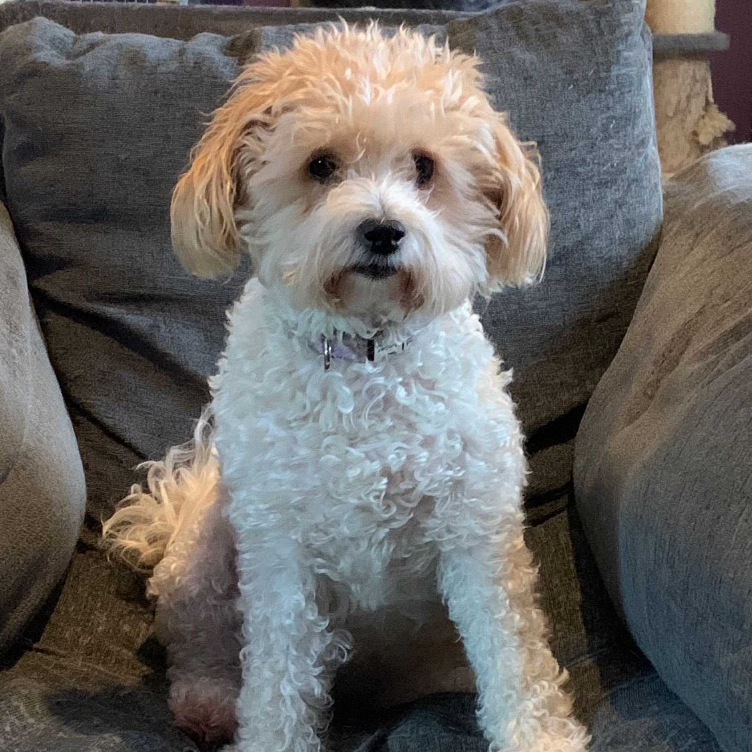 Portrait of Amber, the dog