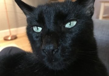 Portrait of Sidney, the cat