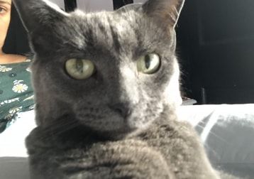 Portrait of Bluebell, the cat