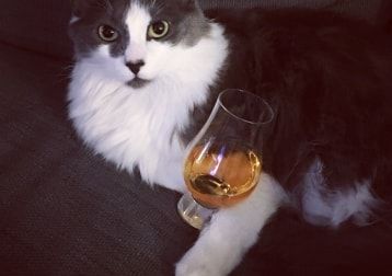Portretfoto van Simon, de cat