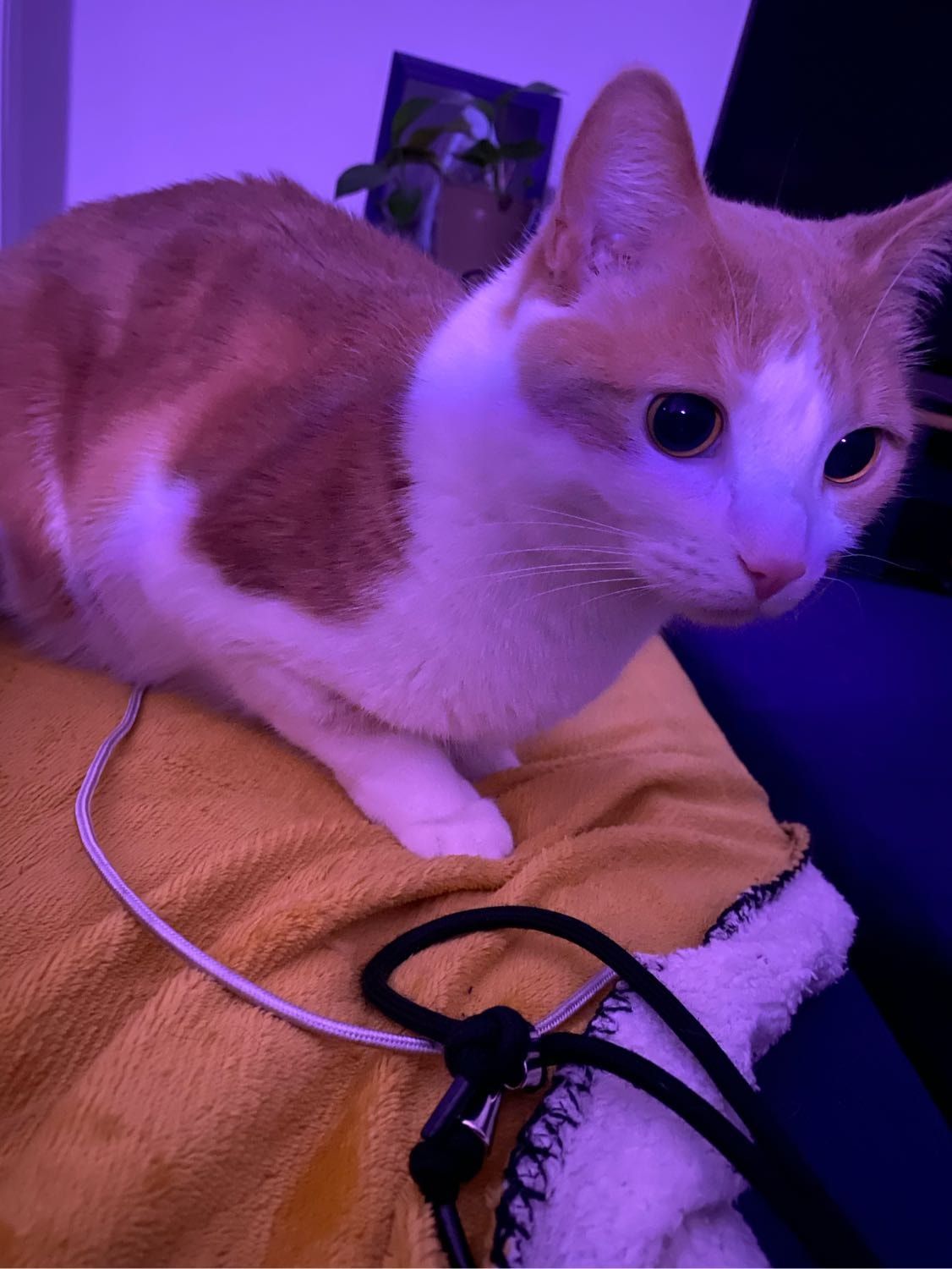 image-8