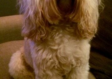 Portrait of Florence, the dog