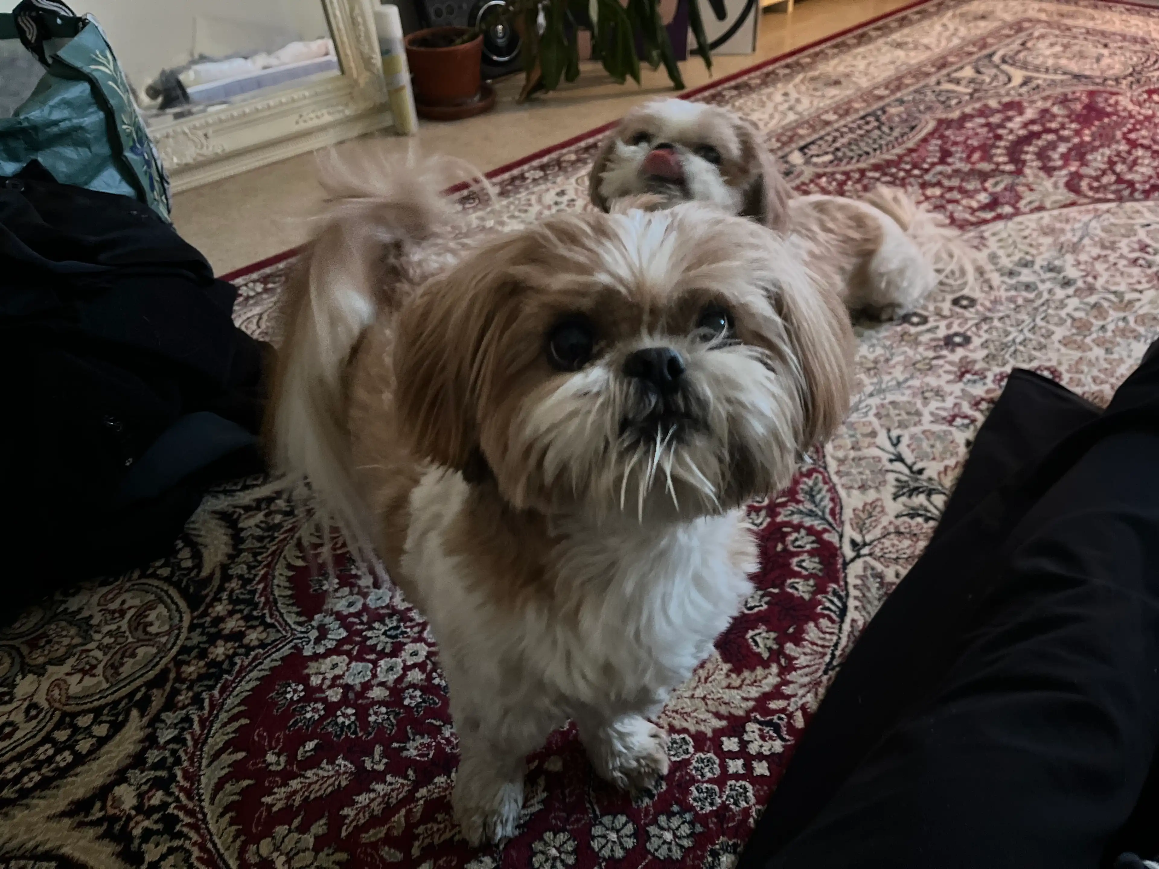 image-11