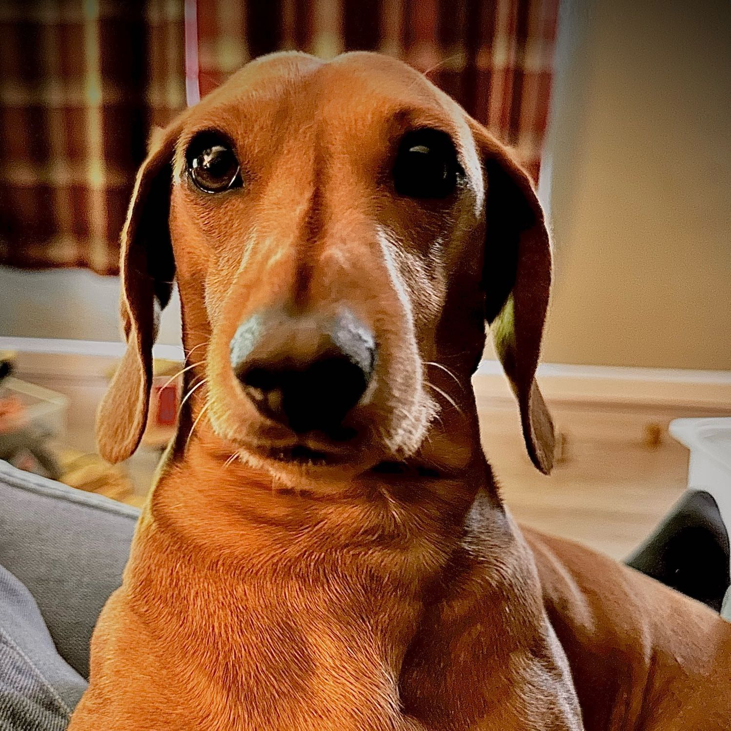 Portrait of Woody, the dog