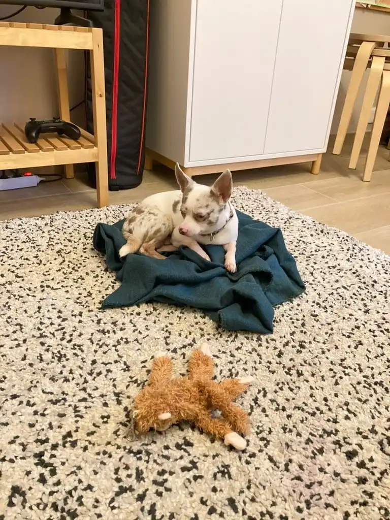 image-8
