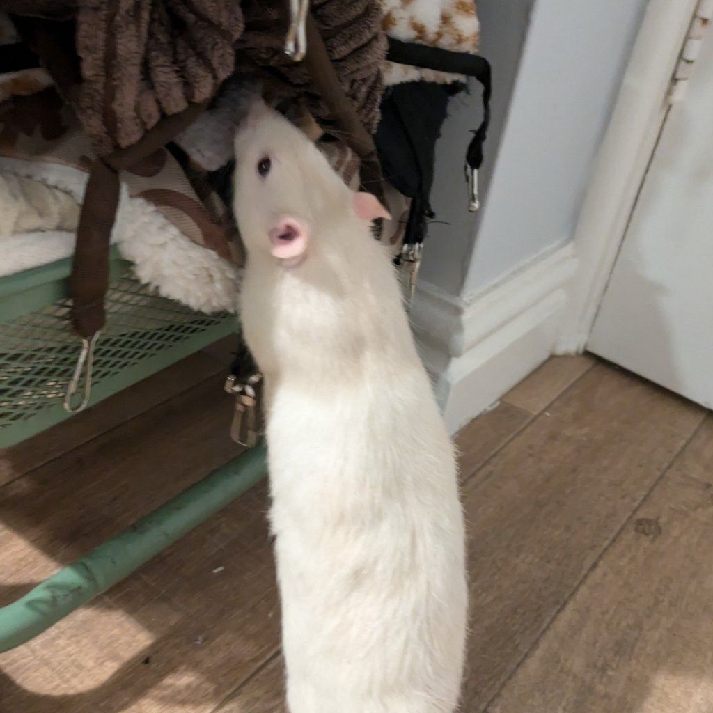 Portrait of Alfie, the guineaPig
