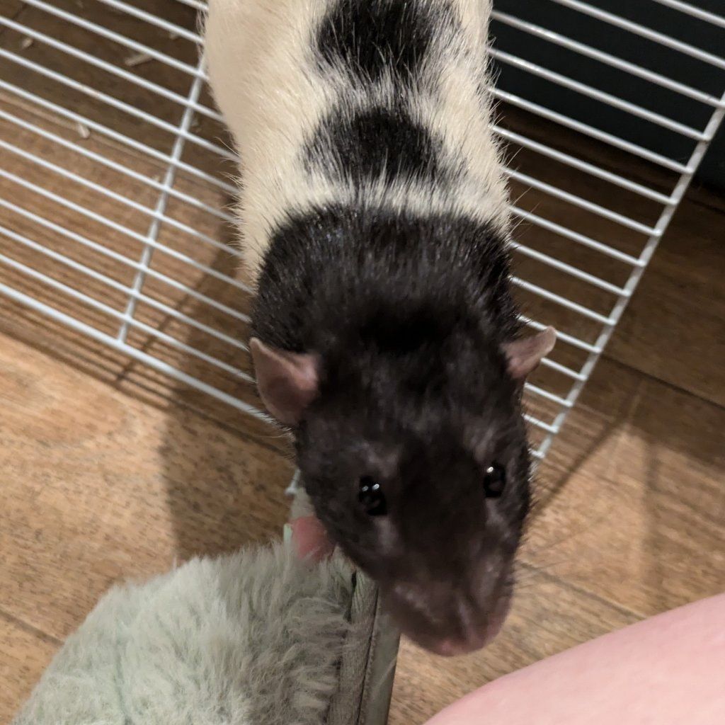 Portrait of Mo, the guineaPig