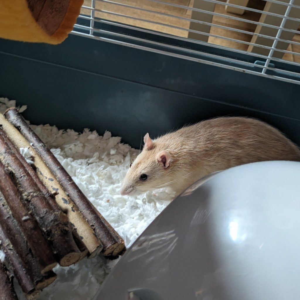 Portrait of Leo, the guineaPig