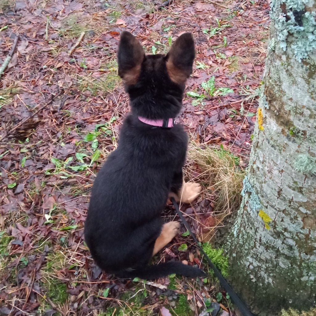 Ruby - dog