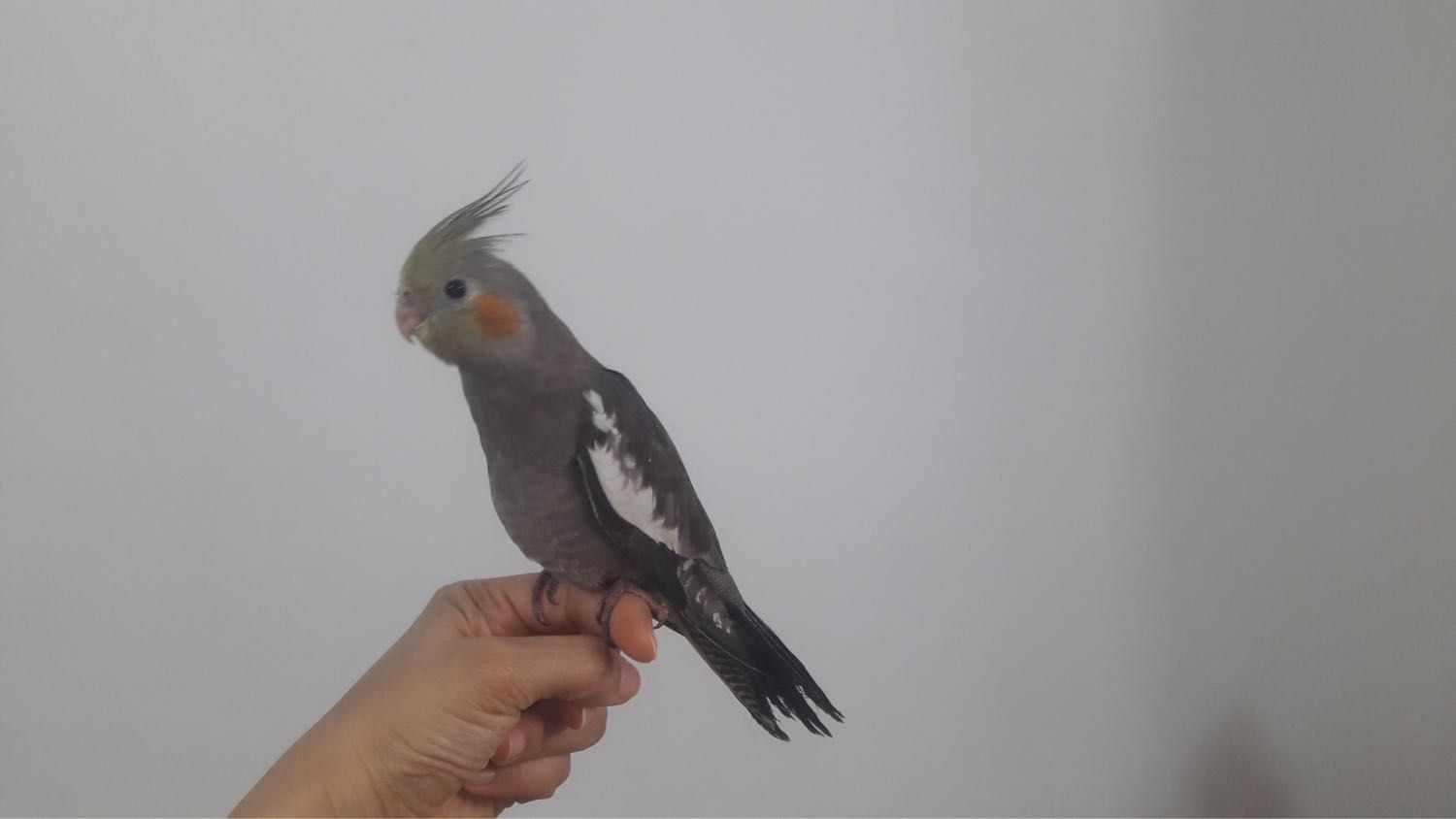 image-10