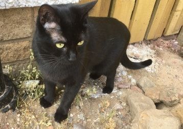 Portrait of Cleo , the cat