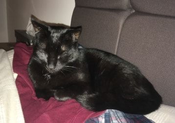 Portrait of Olly , the cat
