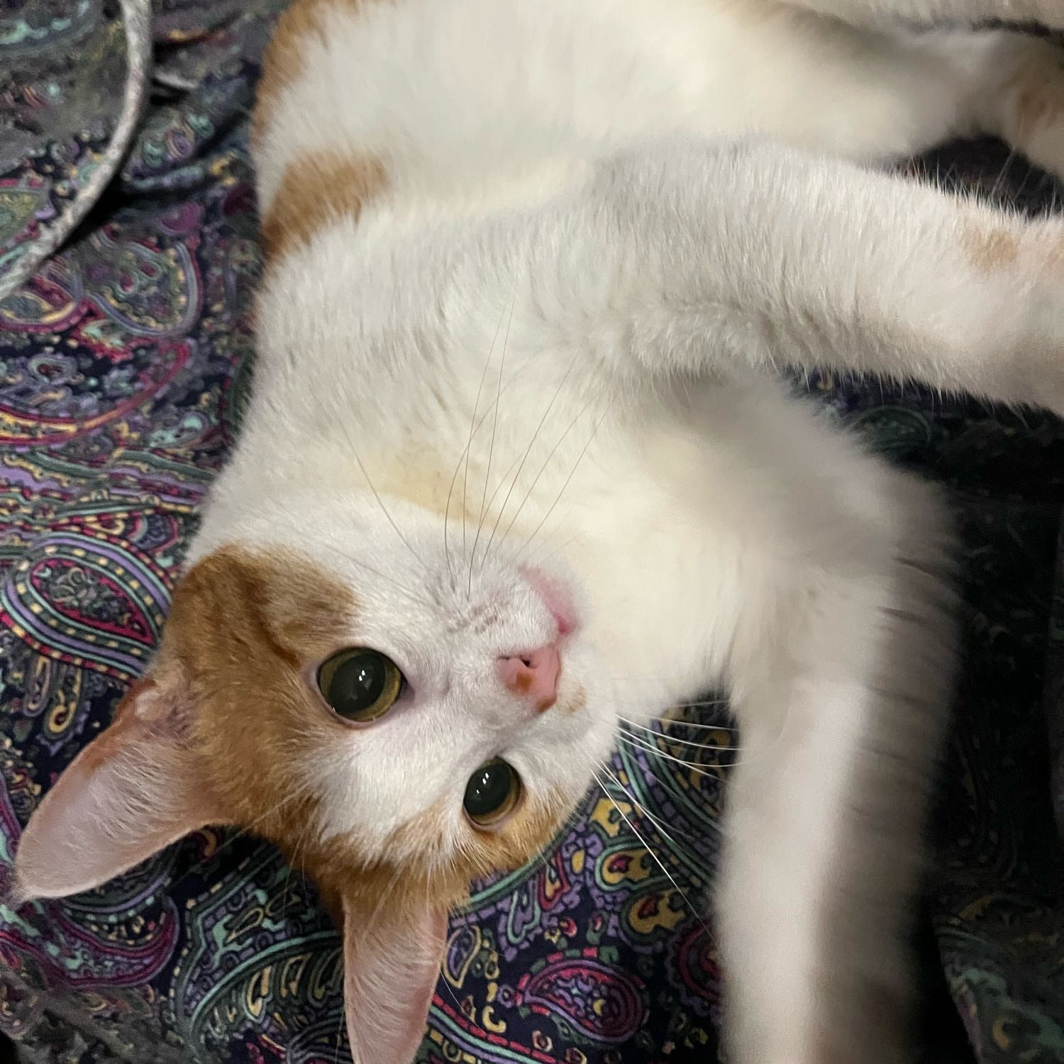 Foto di miele, il cat