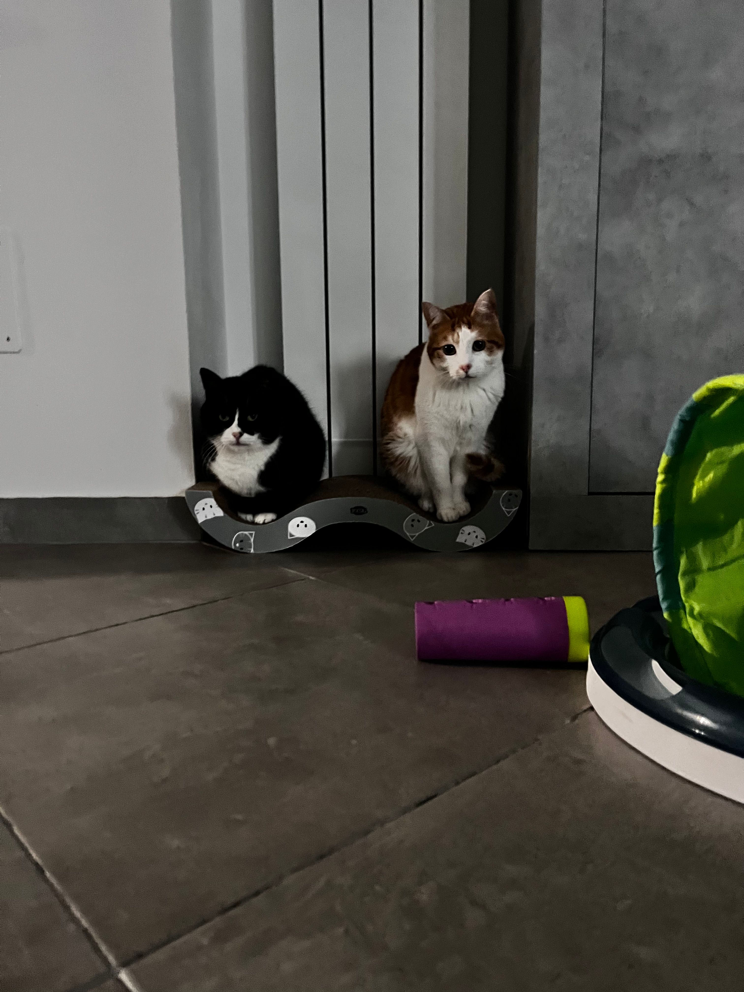 image-7