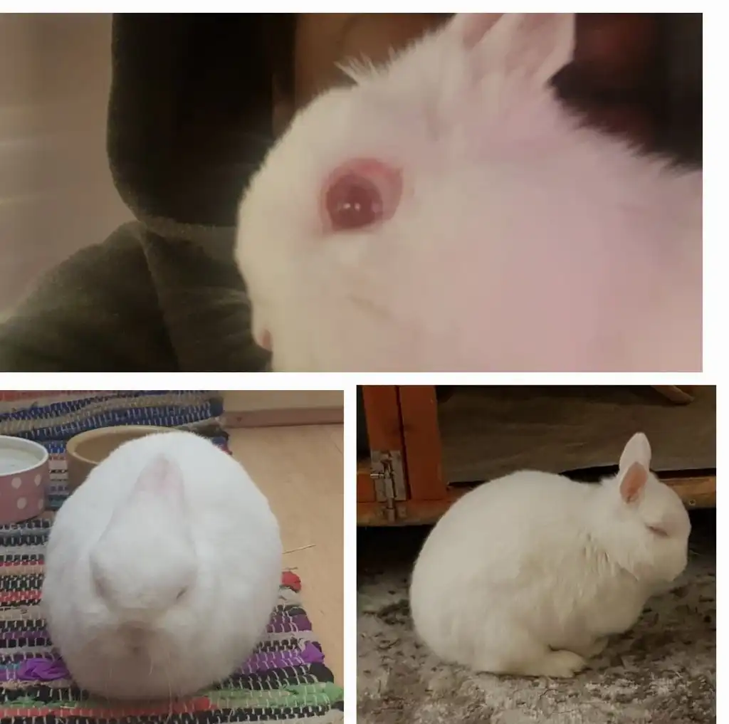 image-18