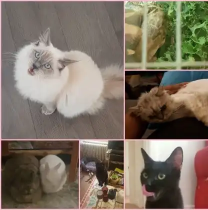 image-11