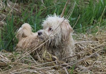 Portretfoto van Faya, de dog