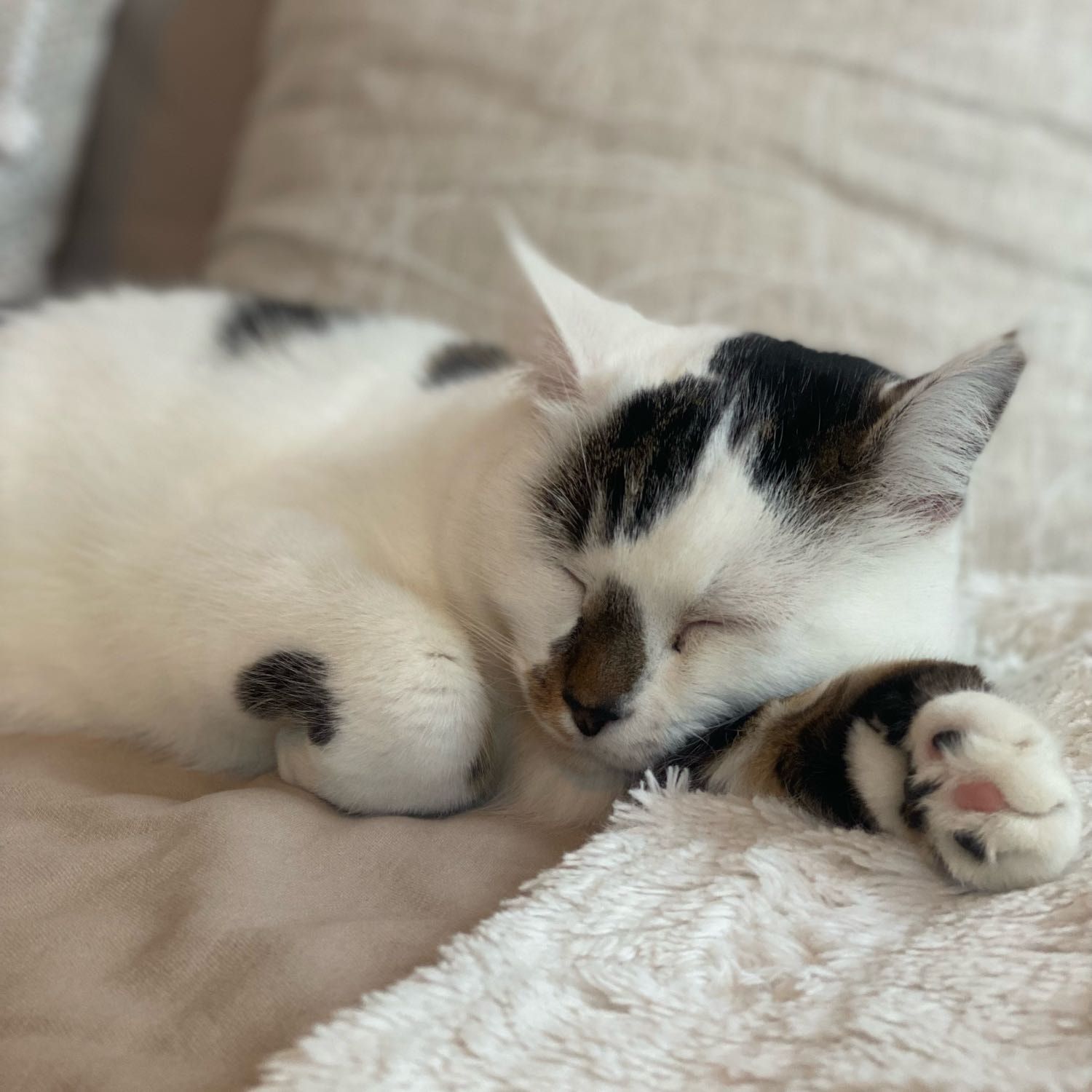 Portrait de Toupie, la cat