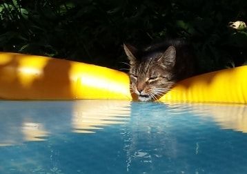 Portretfoto van Muis, de cat