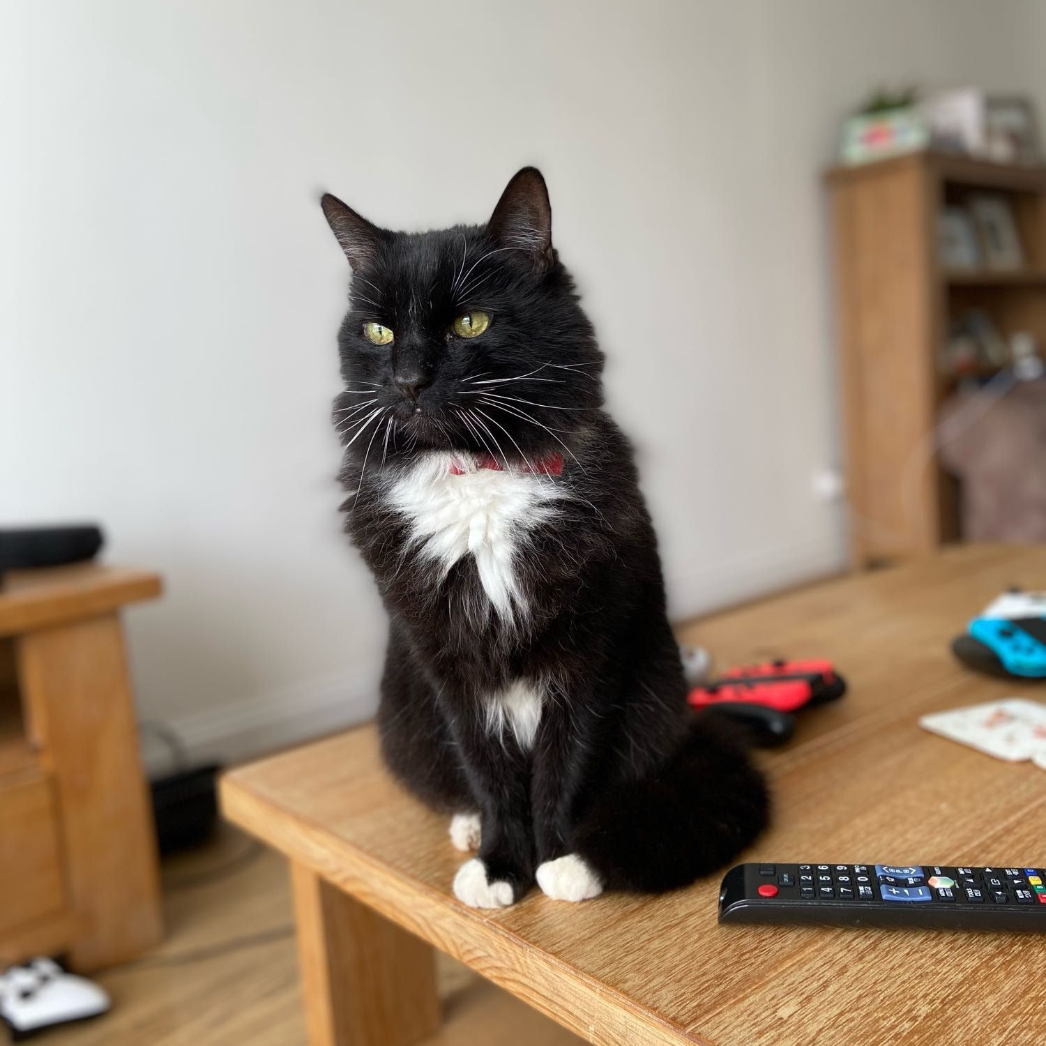 Portrait of magic, the cat