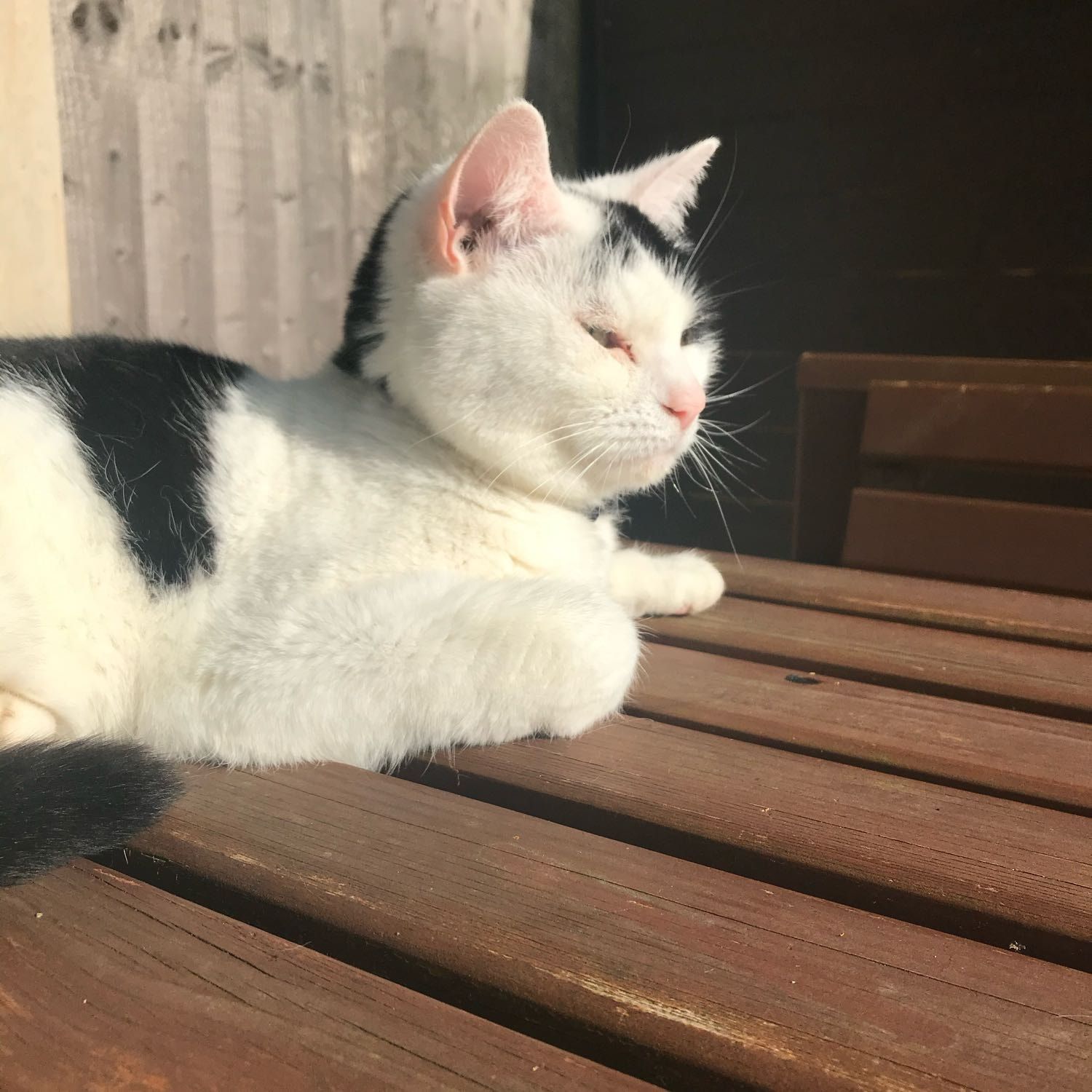 Portrait of panda, the cat