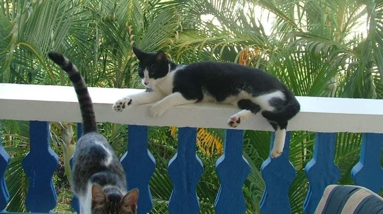 image-5