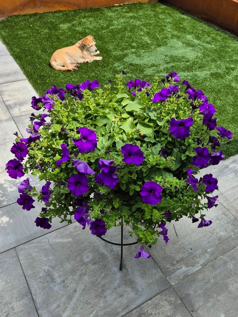 image-18
