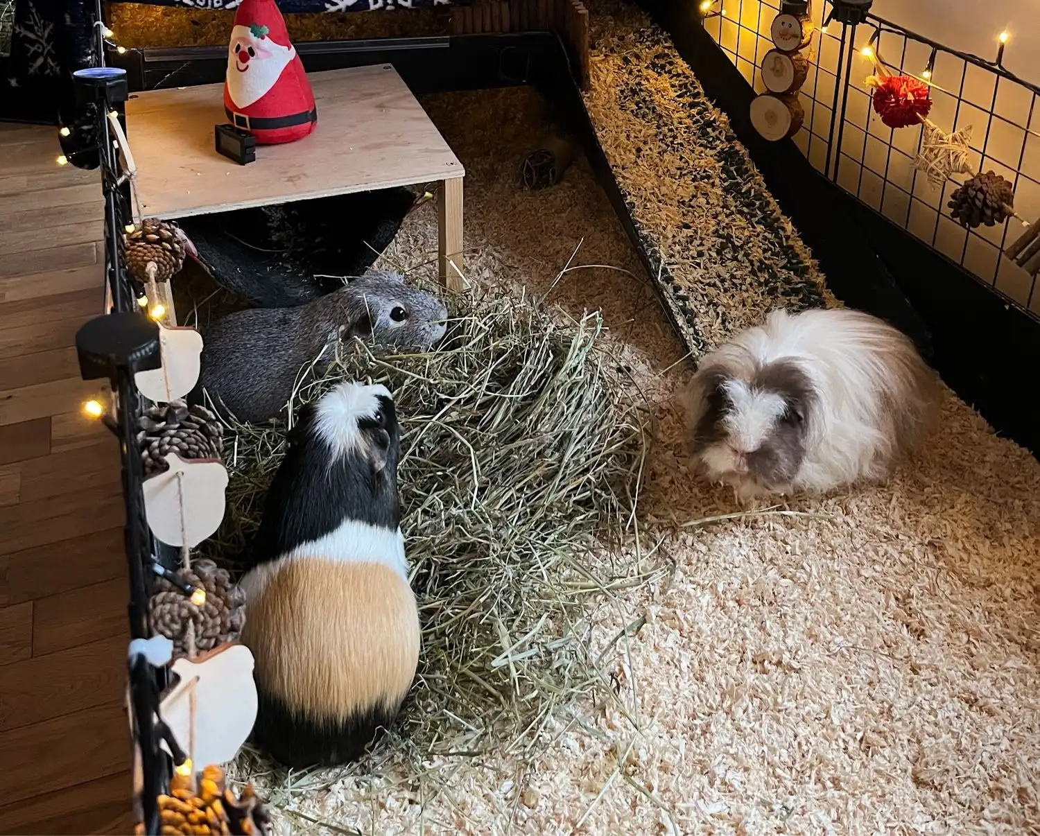 Rabbit Grooming Guinea Pig Grooming Near Me Grooming Services