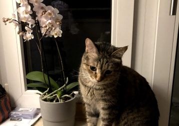 Portät von Kieska, cat