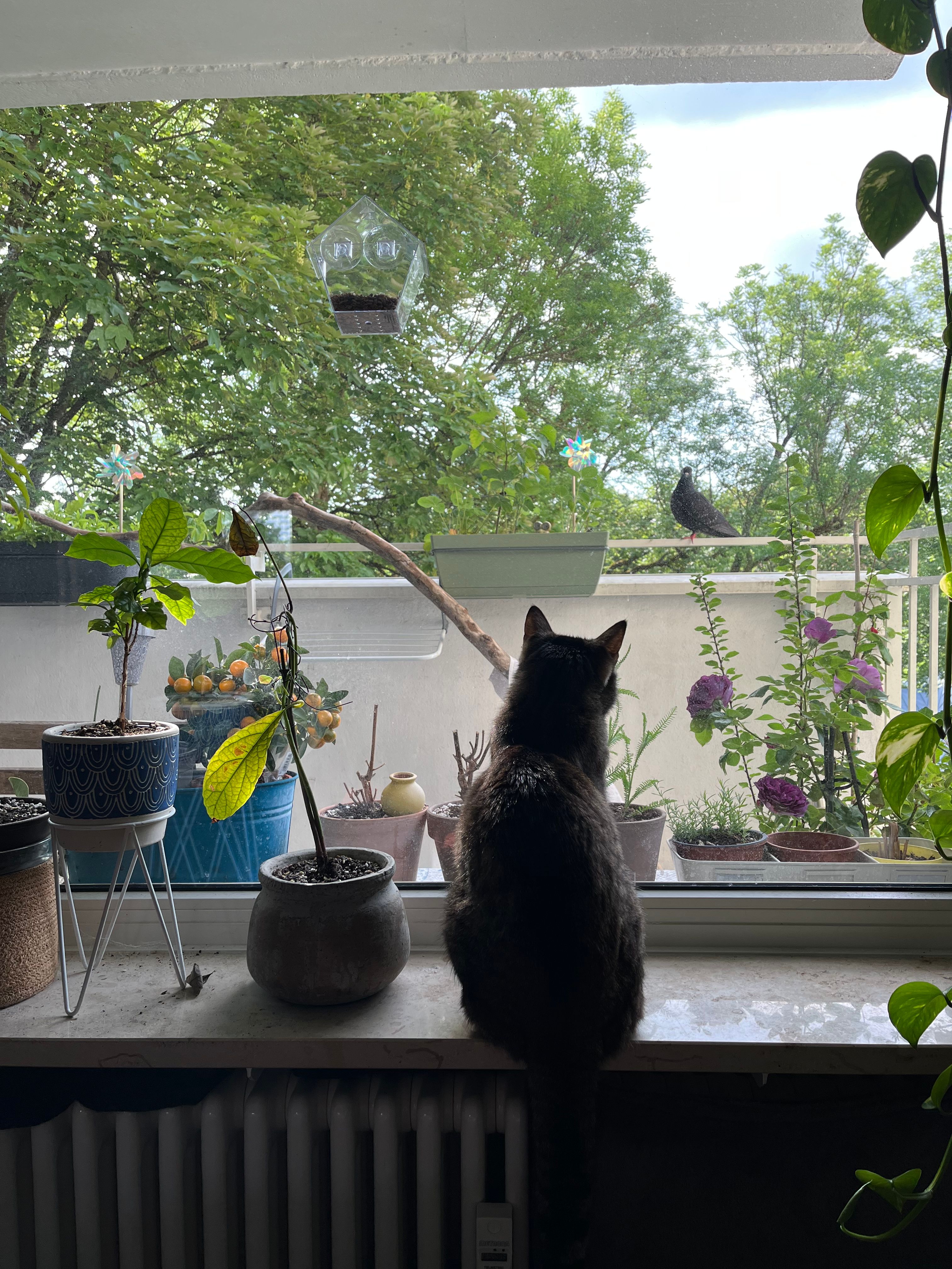 image-12