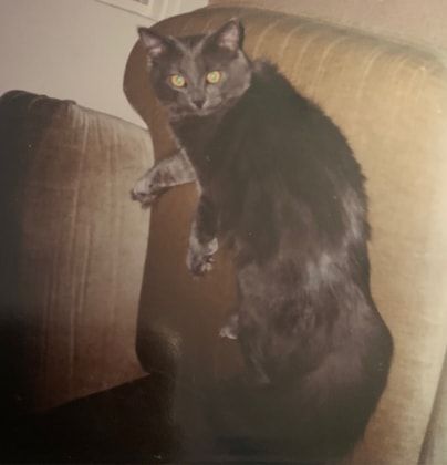image-7