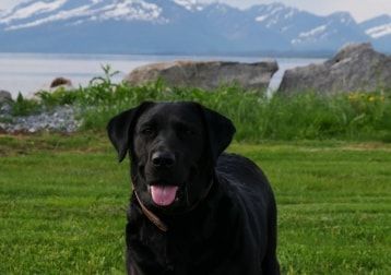 Portretfoto van Pepper, de dog