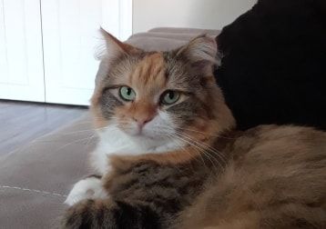 Portrait de Cannelle, la cat