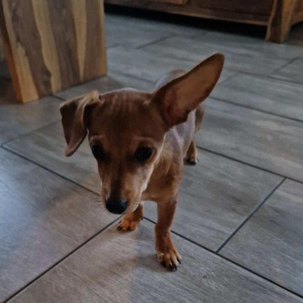 Portät von Caramela, dog