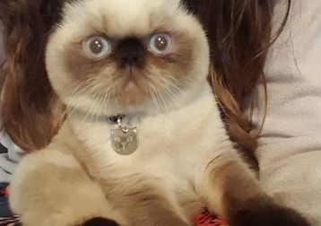 Portrait of Chow, the cat