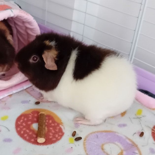 Portrait of Marshmallow , the guineaPig