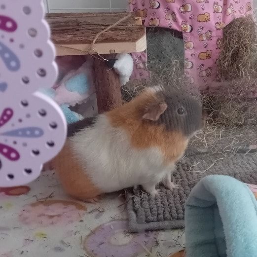 Portrait of Cupcake, the guineaPig